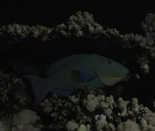 R134C067_190910GQS02_Poisson_perroquet_nuit_bouge_sous_corail