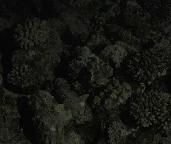 R134C071_190910BOS02_Poulpe_nuit_se_deplace_et_change_couleur