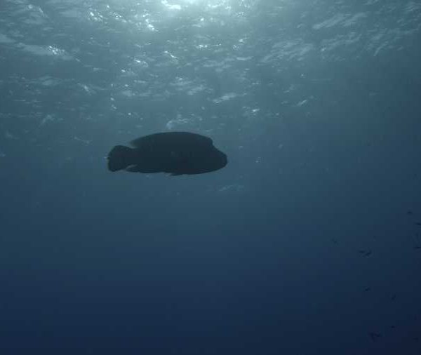 R136C055_1909122AS02 Poisson Napoleon ouvre sa gueule en contre jour+++