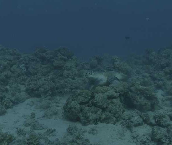 R137C006_190913F0S02_Tortue_avec_remoras_sur_sa_carapaceokok