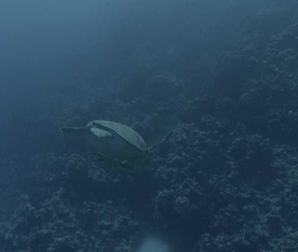 R137C015_190913T2S02_Tortue_avec_remoras_descend_dans_son_trou_