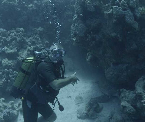 R137C019_190913E8S02_Tortue_avec_remoras_avec_Franz R137C019_190913E8S02_Tortue_avec_remoras_avec_Franz