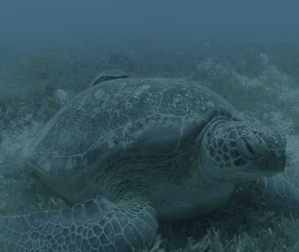 R137C030_19091397S02_Tortue_avec_remoras_et_carangues