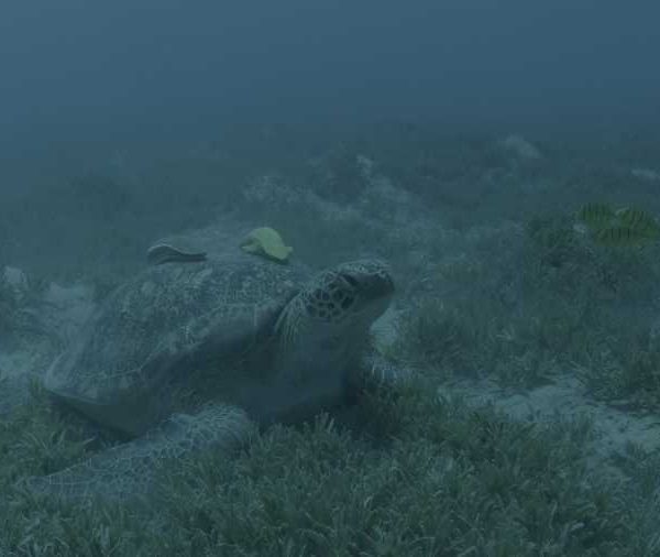 R137C032_190913CFS02_Tortue_avec_remoras_et_carangues_jaunes_plan_large