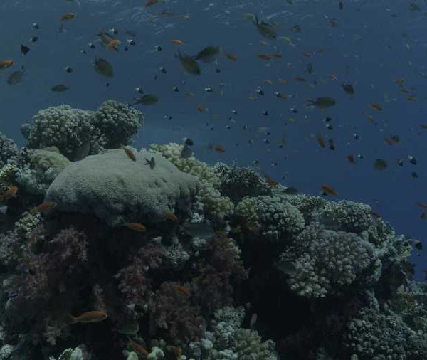 R138C021_190915NES02_Banc_d-Anthias_sur_corail++ R138C021_190915NES02_Banc_d-Anthias_sur_corail++