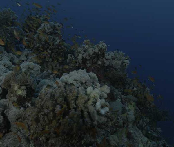 R138C031_1909151HS02_Banc_d-Anthias_avec_merou