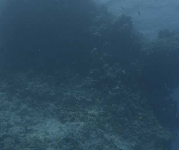 R139C013_1909163VS02_Corail_mort_pano_vertical