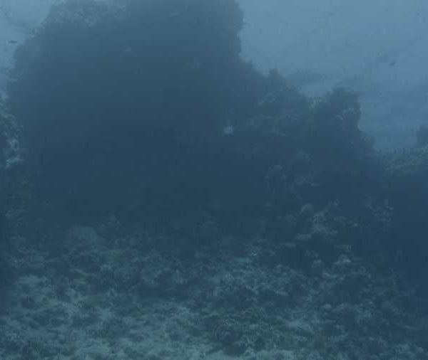 R139C015_190916SKS02_Corail_mort_pano_vertical_ok