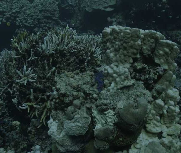 R140C074_190917ETS02_Benitier_incruste_dans_corail