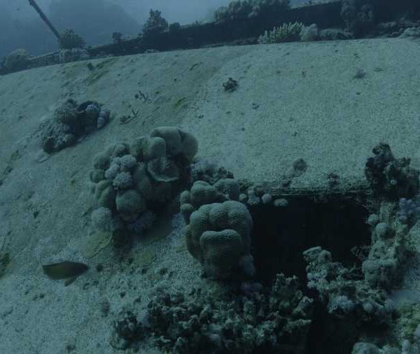 Corail_sur_petite_epave Corail_sur_petite_epave
