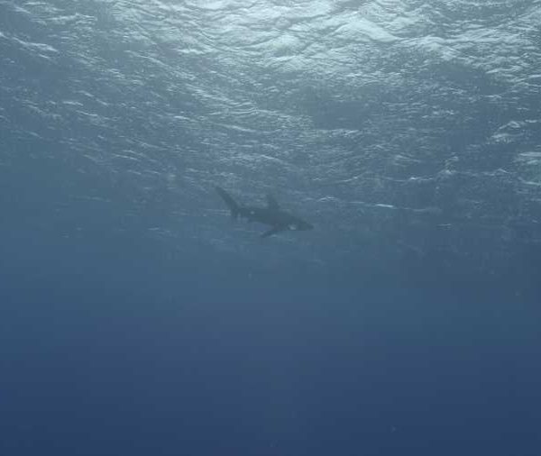 R141C005_1909189PS02_Requin_longimanus_va_vers_zodiac