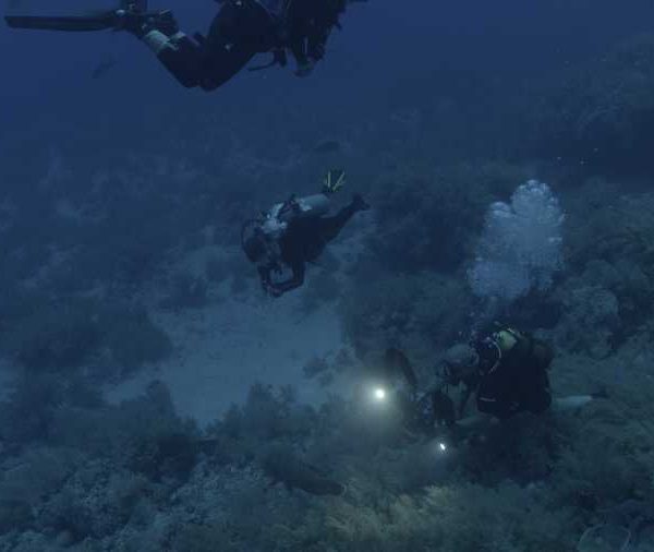 Plongeurs_avec_camera_et_phare_filme_poisson_Napoleon