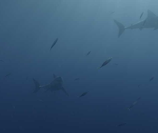 R144C003_191012BSS02_Requins_blanc_2_se_rejoignent++ R144C003_191012BSS02_Requins_blanc_2_se_rejoignent++