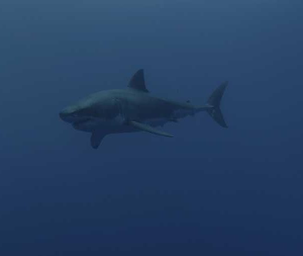 Requins_blanc_2_avec_plongeur_et_un_arrive_vers_camera++_