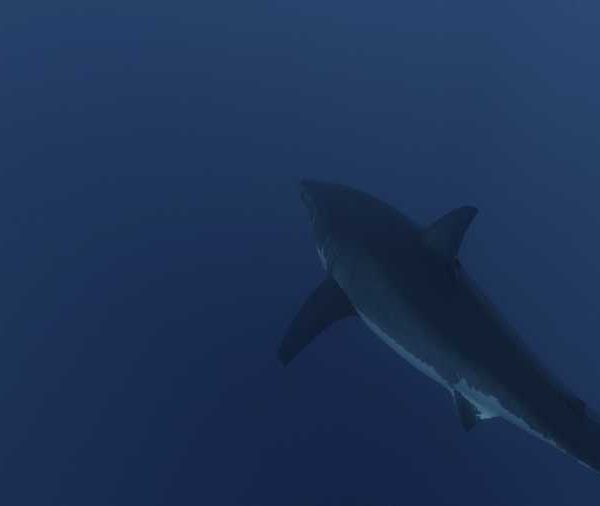 R144C026_1910132BS02Requin_blanc_avec_plongeur++