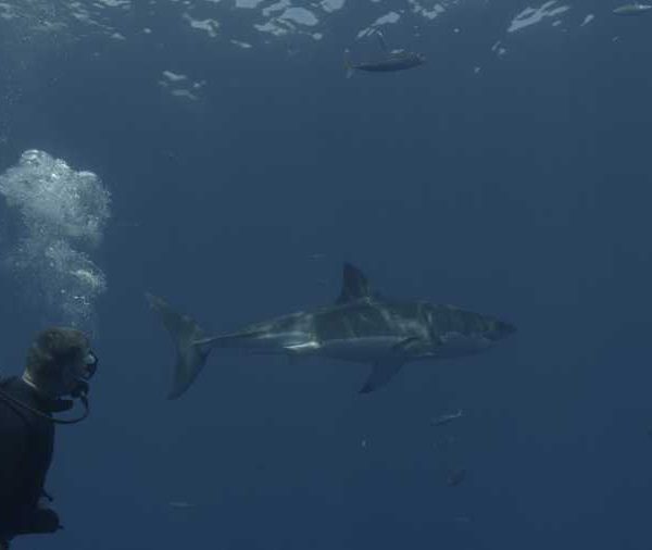 R144C032_19101316S02_Requin_blanc_arrive_vers_plongeur_et_troune R144C032_19101316S02_Requin_blanc_arrive_vers_plongeur_et_troune