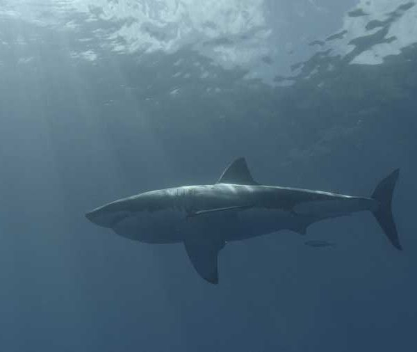 R144C035_191013DPS02_Requin_blanc_sous_la_surface_en_contre_plongee