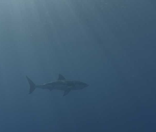 R144C040_191013RSS02_Requin_blanc_dans_le_bleu++ R144C040_191013RSS02_Requin_blanc_dans_le_bleu++