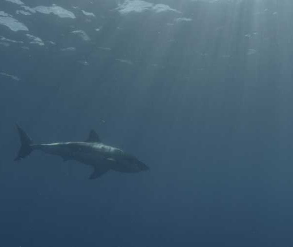 R144C042_1910134NS02_Requin_blanc_dans_le_bleu_avec_rayons_du_soleil++