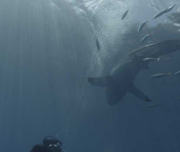 R144C050_191013E5S02_Requin_blanc_longe_bateau_et_cage_et_va_vers_plongeur_et_plongeur.jpg