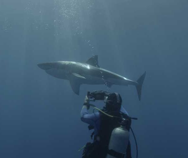 R144C052_191013YJS02_Requin_blanc_avec_plongeur_puis_seul_et_avec_plongeur.jpg