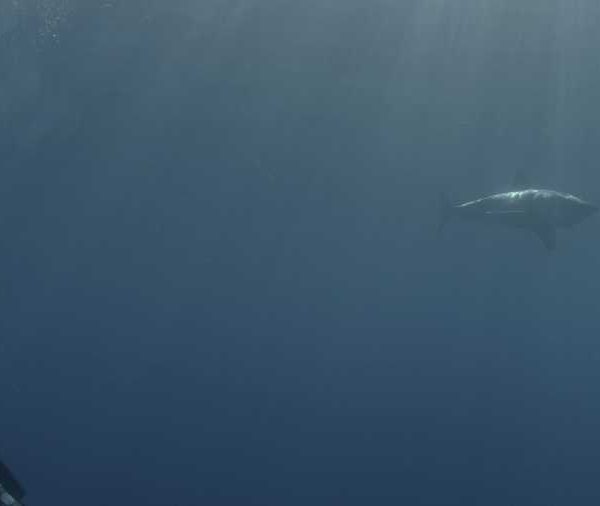 R144C070_191013RLS02_Requin_blanc_passe_au_loin_avec_plongeur