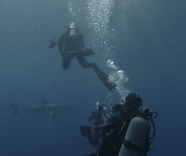 R144C074_191013XRS02_Requin_blanc_avec_plongeurs_puis_seul
