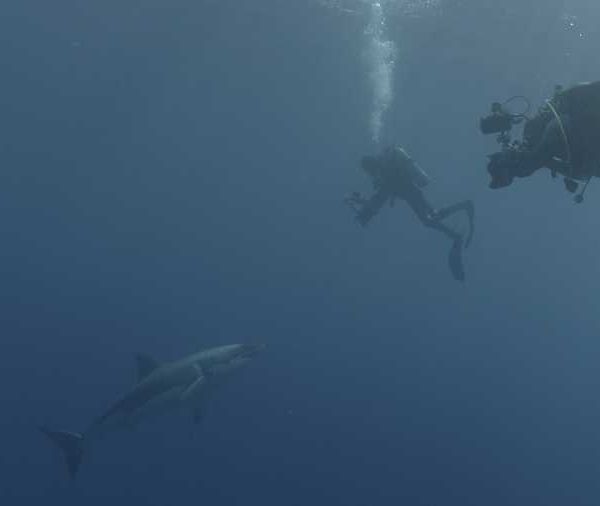 R144C075_191013FRS02_Requin_blanc_avec_plongeurs