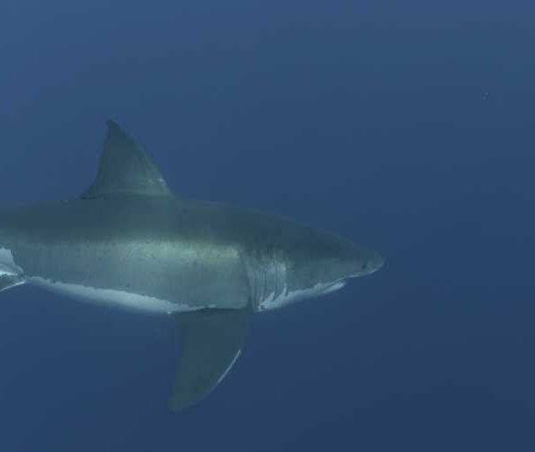 Requin_blanc_monte_vers_camera_et_repart_au_fond++_