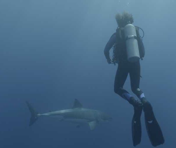R144C090_191013IZS02_Requin_blanc_avec_plongeur R144C090_191013IZS02_Requin_blanc_avec_plongeur