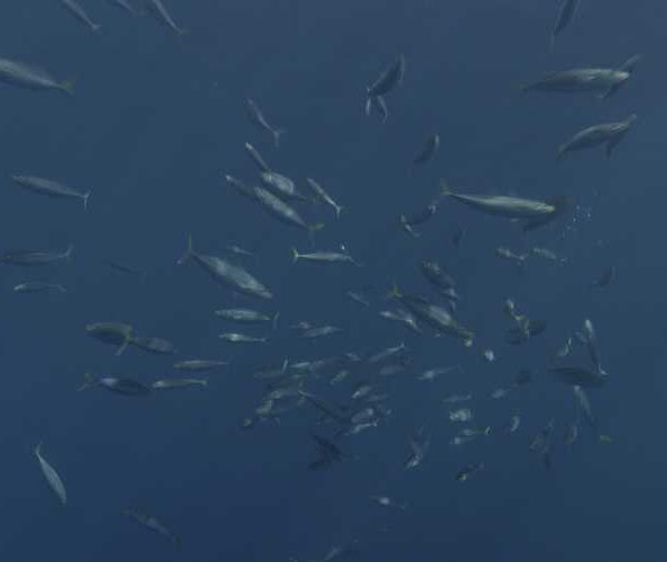 R144C092_191013T6S02_Bancs_de_maqueraux