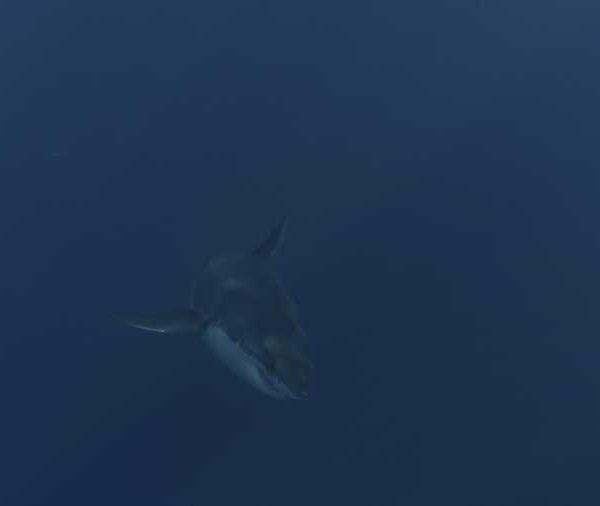 R144C097_191013QBS02_Requin_blanc_femelle_remonte_et_tourne