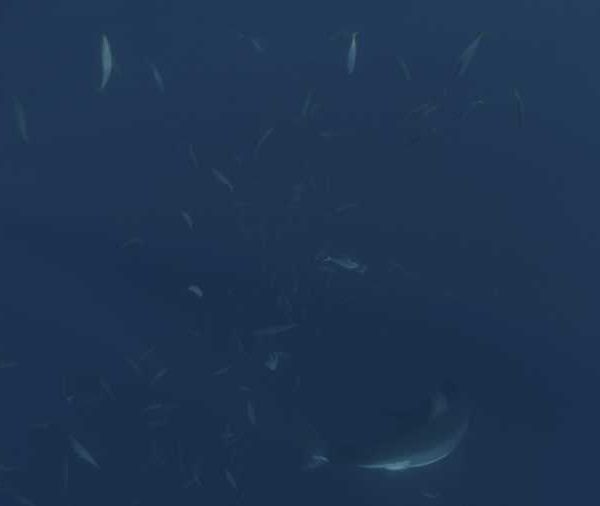 R144C099_191013FBS02_Requin_blanc_descend_vite_et_mange_un_bout_de_poisson R144C099_191013FBS02_Requin_blanc_descend_vite_et_mange_un_bout_de_poisson