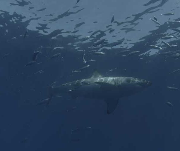 R145C007_1910137AS02_Requin_blanc_avance_sous_la_surface_avec_petit_banc_de_poissons.jpg