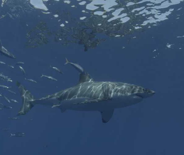 R145C011_191013G7S02_Requin_blanc_femelle_arrive_sur_appat_et_part_maquereaux_la_suit R145C011_191013G7S02_Requin_blanc_femelle_arrive_sur_appat_et_part_maquereaux_la_suit