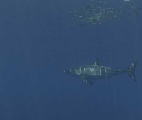 R145C012_191013UNS02_Requin_blanc_nage_dans_le_bleu