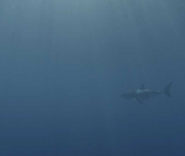 R145C014_191013LOS02_Requin_blanc_avec_plongeurs