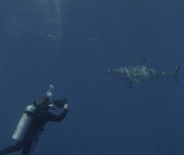 R145C016_191013O9S02_Requin_blanc_va_vers_plongeur