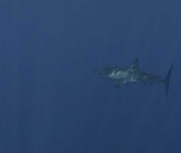 R145C028_1910146FS02_Requin_blanc_femelle_avec_Martin_puis_seule.jpg