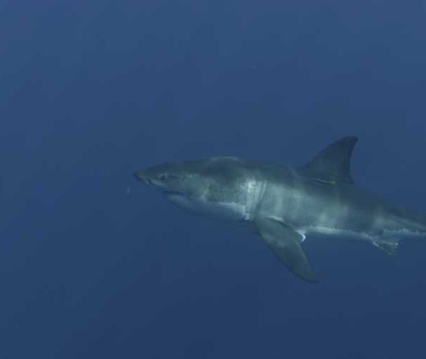 R145C029_191014LYS02_Requin_blanc_avec_tag_orange