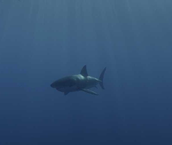 R145C030_19101433S02_Requin_blanc_avec_Plongeurs_puis_seul