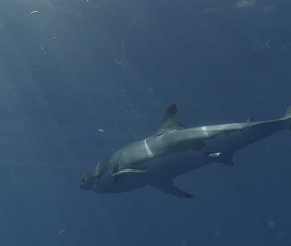 R145C034_19101460S02_Requin_blanc_arrive_vers_plongeur.jpg