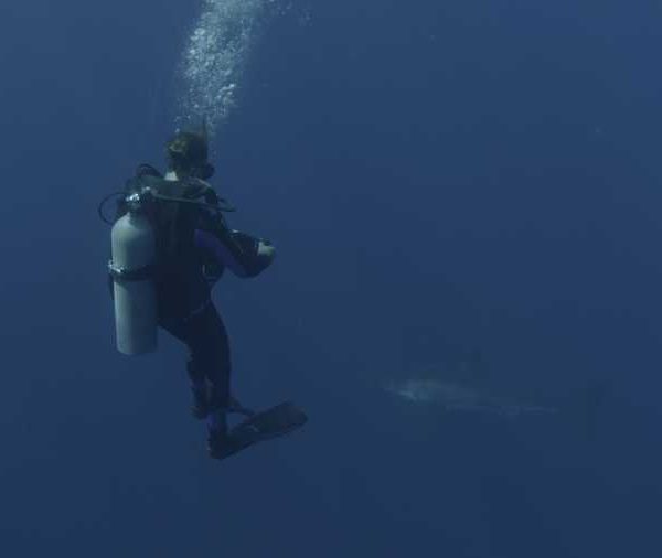 R145C036_191014JQS02_Requin_blanc_avec_plongeur