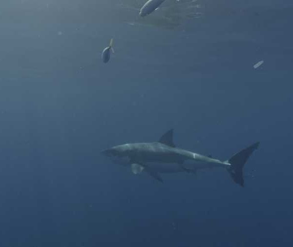 R145C053_191014B5S02_Requin_blanc_dans_le_bleu