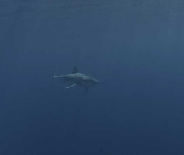 R146C021_191014UIS02_Requin_blanc_sous_la_surface