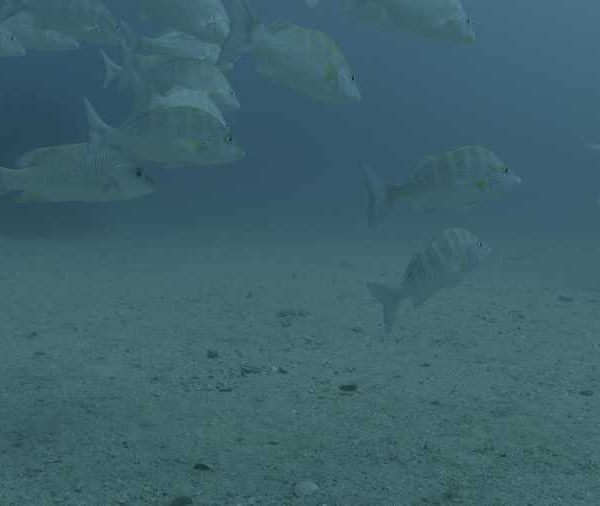 R150C074_1910263X R150C074_1910263X