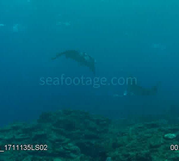Raie_Manta_deux_avec_plongeurs_puis_seules