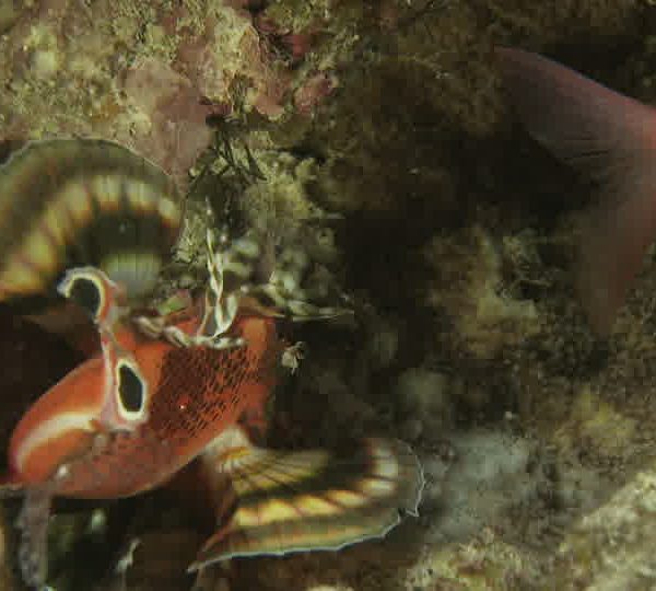 Rascasse_rouge_gros_plan_avec_poisson_ecureil.jpg