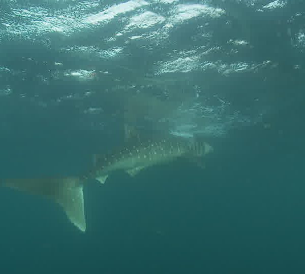 Requin_baleine__avec_remora_dessus_mange_et_recrache_algues