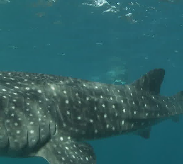 Requin_baleine_de_pres_seul_puis_Garret_arrive_avec_laser